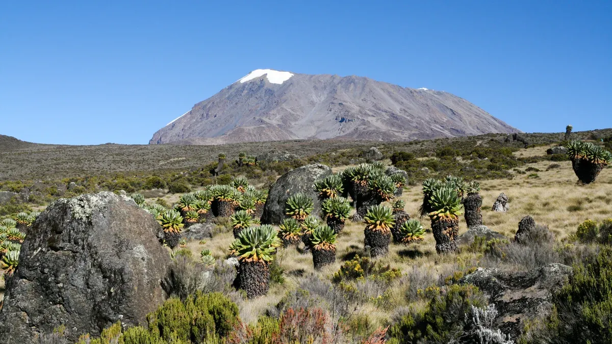 Giant groundsels in front of Kibo, a sight on Kilimanjaro climbing tours