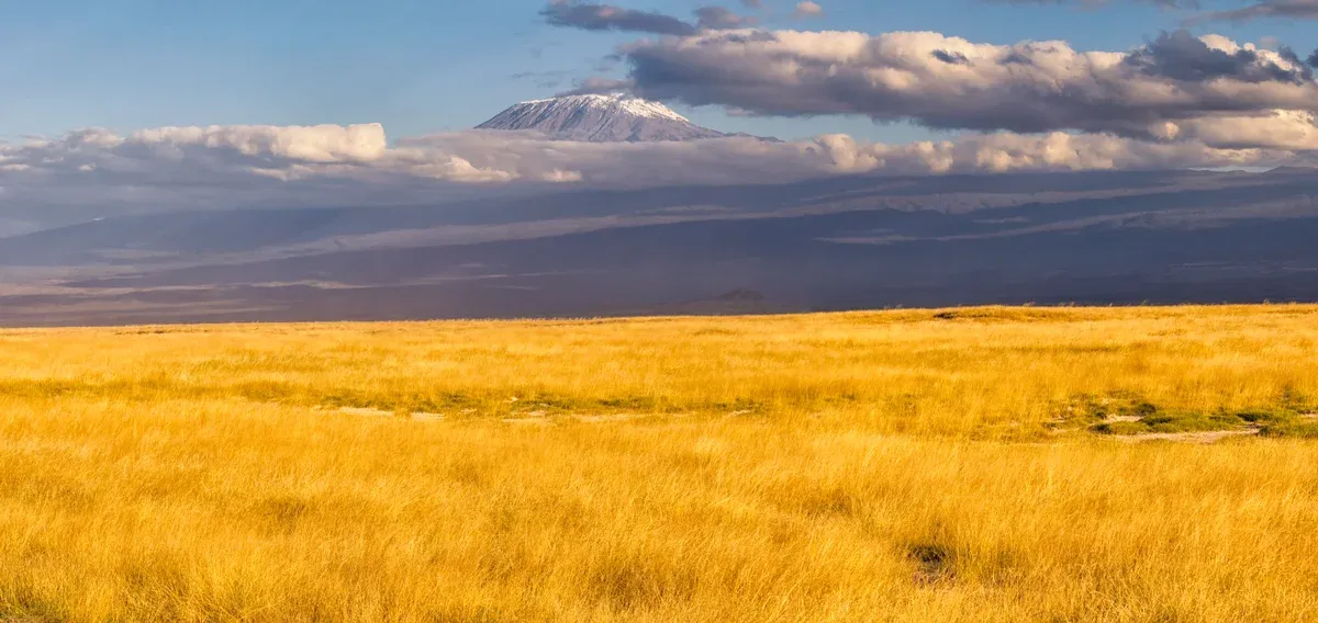 Kibo rising above golden grassland, a sight on Kilimanjaro climbing tours