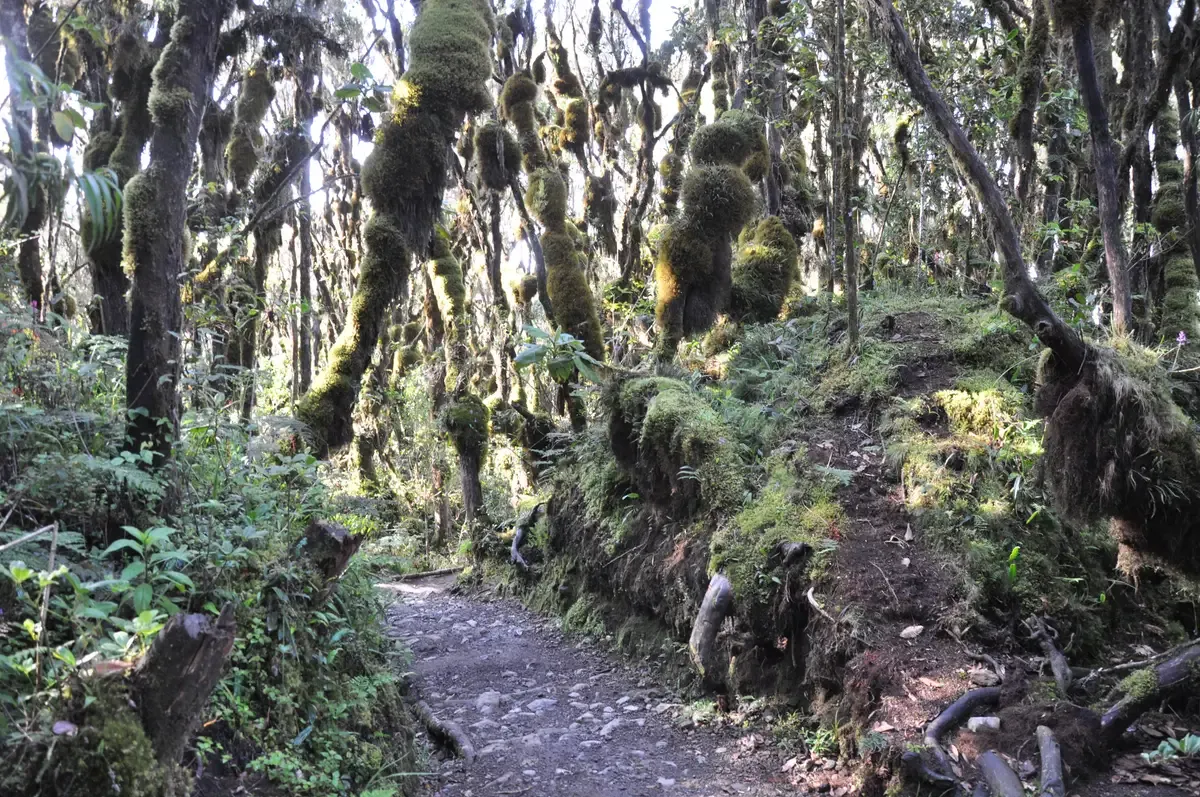Moss-hung trees over the forest trail on the lower slopes of Kilimanjaro climbing tours