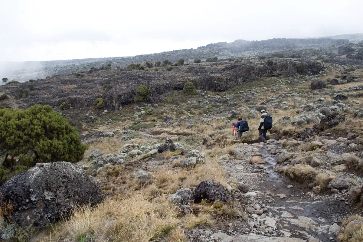 Trekkers crossing the heath of the Shira Plateau on a Kilimanjaro climbing tour by the Lemosho Route